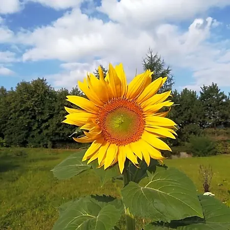 Carpe Diem Alojamento de Acomodação e Pequeno-almoço Mont (Namur)
